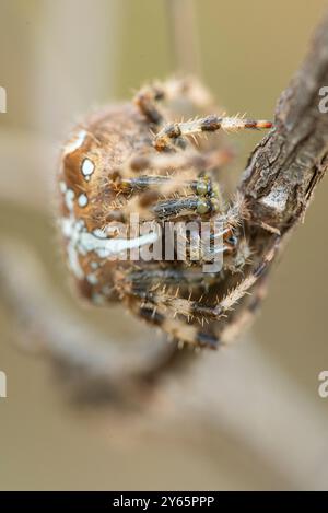 Immagine ravvicinata di un ragno crociato, Araneus diadematus, che si aggrappa saldamente a un ramo d'albero, mostrando i suoi segni e le sue trame dettagliate. Foto Stock