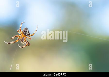 Primo piano di un ragno Cross, Araneus diadematus, sapientemente appeso alla sua intricata rete di seta con uno sfondo verde morbido. Foto Stock