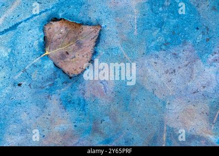 Una solitaria foglia autunnale poggia su uno sfondo dai colori vivaci creato da una piccola pozzanghera, che sottolinea le complesse texture della natura e la vita scintillante Foto Stock