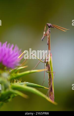Una fotografia ravvicinata che cattura un'Empusa Pennata, nota anche come mantis conehead, arroccata delicatamente su uno stelo verde con un fiore viola morbido Foto Stock