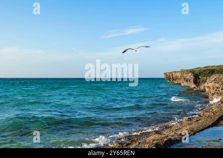 Una tranquilla vista delle acque turchesi al largo della costa di Varadero, Cuba, con un gabbiano a metà volo sopra aspre scogliere Foto Stock