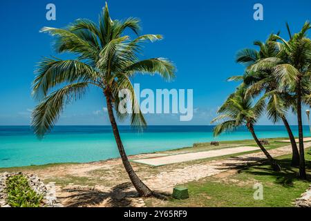Una pittoresca scena di una palma adagiata su un mare turchese limpido in una giornata di sole a Varadero, Cuba, la spiaggia tropicale offre un esc perfetto Foto Stock