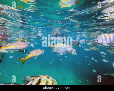 Vista posteriore di una donna irriconoscibile che si diverte a fare snorkeling tra i vivaci pesci tropicali nelle acque cristalline di Varadero, Cuba, catturando l'es Foto Stock