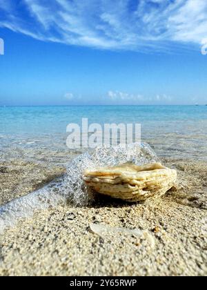 Una vista ravvicinata di una conchiglia circondata da bolle sulle rive sabbiose di Varadero, Cuba, che mostra la bellezza naturale e l'ambiente sereno. Foto Stock