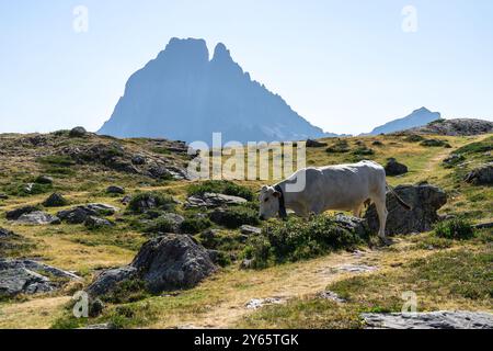 Una vacca serena che pascolava su un prato soleggiato con il maestoso PIC du Midi d'Ossau che incombe sullo sfondo a Lacs d'Ayous, Pirenei francesi. Foto Stock