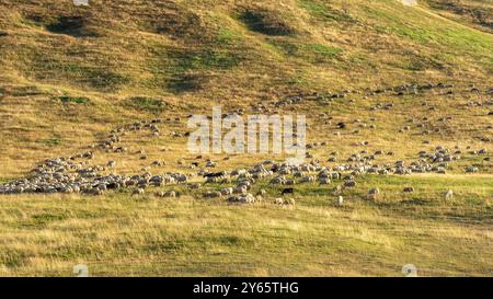Vista aerea di una grande mandria di bovini che pascolano sul terreno ondulato e soleggiato di Lacs d'Ayous nei pittoreschi Pirenei francesi. Foto Stock