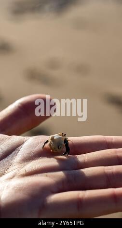 Primo piano di un piccolo granchio eremita poggiato sulla mano di una persona corta e irriconoscibile su uno sfondo sabbioso, scattato nel Golfo di Papagayo, Costa Ric Foto Stock