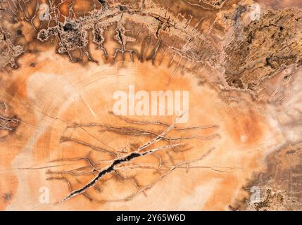 Foto macro di un pezzo di legno pietrificato lucido della specie Araucaria, una conifera che esisteva 220 milioni di anni fa in Madagascar Foto Stock