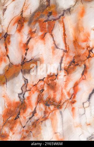 Uno scatto ravvicinato di un campione di legno pietrificato colorato e dettagliato, che mostra ricche texture e sfumature arancioni sullo sfondo crema Foto Stock