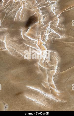 Macro fotografia di motivi su un pezzo di legno pietrificato, specie Woodworthia, dalla formazione Chinle in Arizona, circa 225 milioni di anni Foto Stock