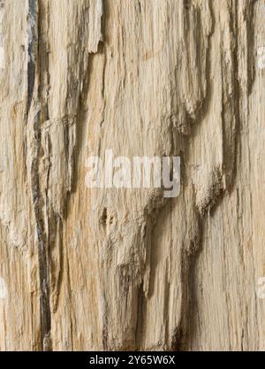 Vista ravvicinata delle intricate texture e dei motivi naturali su un pezzo di legno pietrificato, evidenziandone le qualità in legno e pietra Foto Stock