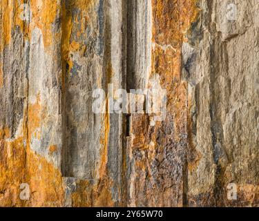 Immagine ad alta risoluzione che mostra le vivaci e variegate texture del legno pietrificato, con sfumature di arancione, grigio e bianco Foto Stock