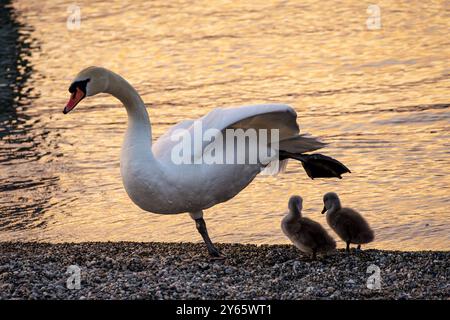 Un maestoso cigno e i suoi due cignetti sono ritratti al tramonto lungo la costa ciottolosa del lago Leman in Svizzera, con acque calme e dorate nella b Foto Stock