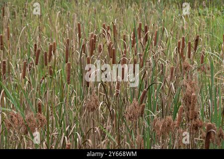 I cattail sono ricoperti di vegetazione in un parco paludoso che fornisce ulteriore protezione a New Bern, Carolina del Nord, durante i periodi di inondazione. Foto Stock