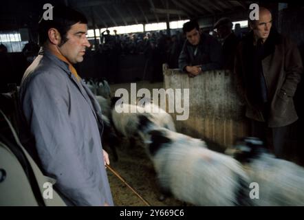 Fine estate : allevatori che ispezionano le pecore depositate per una vendita di pecore di progetto , Lake District , Cumbria , Inghilterra . Agosto 1979 Foto Stock