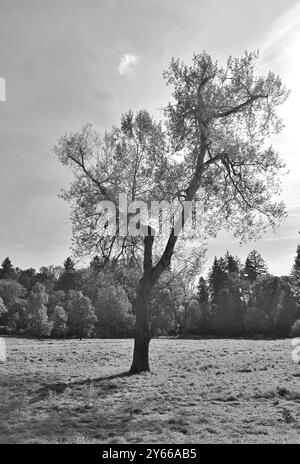 Parco di Pruhonice e complesso del castello, Monumento culturale Nazionale e sito Patrimonio dell'Umanità dell'UNESCO, uno dei parchi più belli di Praga, Republi ceco Foto Stock