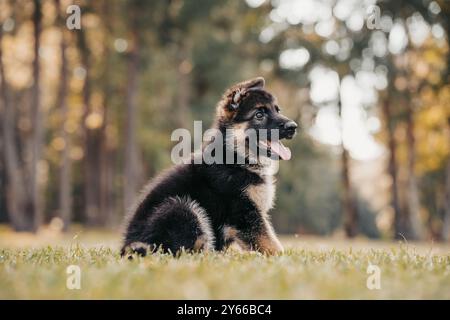 Cucciolo di pastore tedesco al parco su erba verde e giorno di sole. Giocoso pastore di cuccioli di 8 settimane. Foto Stock