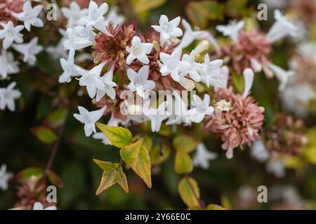 Fioritura della Linnaea nella famiglia delle Caprifoliaceae Foto Stock