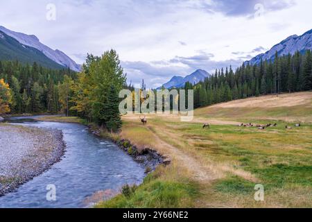 L'alce di toro selvatico che riposa e foraging da solo al lungofiume della foresta nella stagione autunnale del fogliame. Banff National Park, Canadian Rockies. Alberta, Canada. Foto Stock