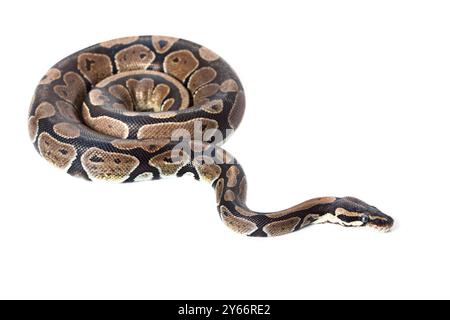 Royal Python, o Ball Python in studio su uno sfondo bianco. Foto Stock