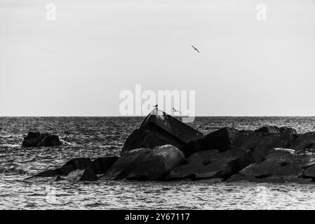 Gabbiani sui pontoni di Ponta do sol sull'oceano Atlantico a Madeira in Portogallo Foto Stock