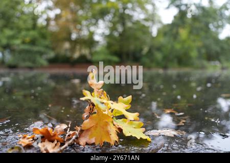 Amburgo, Germania. 24 settembre 2024. Una foglia giace sulla riva dello stagno nel Parco Am Weiher. Crediti: Marcus Brandt/dpa/Alamy Live News Foto Stock