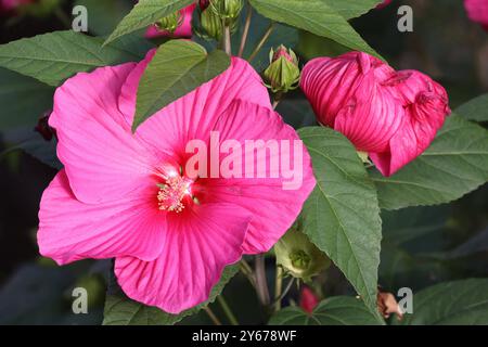 Beliebte Pflanzen in Gärten und Parkanlagen die auffällige leuchtende Blüte des Sumpfeibisch mit der Sortenbezeichnung Royal Gems, auch Roseneibisch genannt, gegen Ende September. *** Piante popolari nei giardini e nei parchi i fiori accattivanti e luminosi del malto paludoso delle gemme reali, noto anche come rosone mallow, verso la fine di settembre Foto Stock