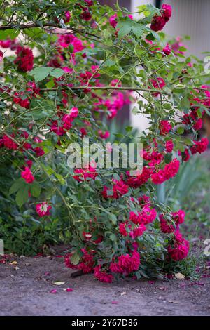 Primo piano sulla Borgogna Iceberg Rose. Moltiplica le rose viola sull'arbusto la sera d'estate. Foto verticale. Foto Stock