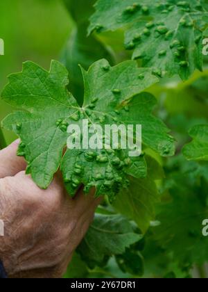 Il viticoltore sta esaminando una foglia di vite ricoperta di blister verdi, segno di potenziale malattia che colpisce il vigneto Foto Stock