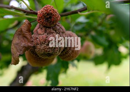 Le mele danneggiate pendono da un ramo con foglie verdi. Foto Stock