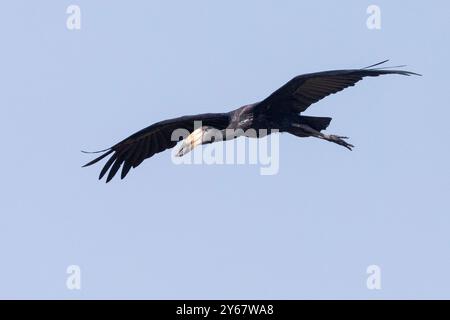 African Openbill (Anastomus lamelligerus) volando sopra la testa, Limpopo, Sudafrica Foto Stock