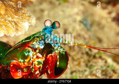 Indonesia, Raja Ampat, gamberi di pavone (Odontodactylus scyllarus) Foto Stock