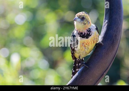 Barbet crestato (Trachyphonus vaillantii) Limpopo, Sudafrica, inciso sul corno di un'antilope in boschi a foglia larga Foto Stock