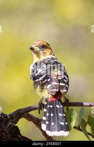 Barbet crestato (Trachyphonus vaillantii) Limpopo, Sudafrica, vista posteriore arroccato Foto Stock
