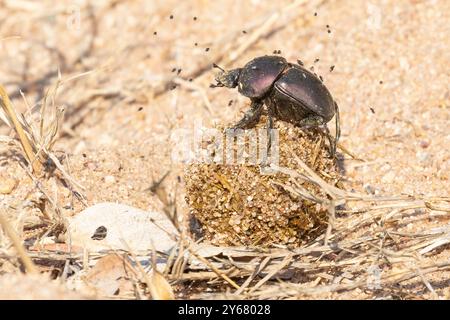 Dung Beetle che rotola una palla di letame elefante mentre viene molestato dagli gnati, Kruger National Park, Limpopo, Sudafrica Foto Stock