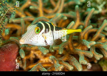 Indonesia, Raja Ampat, Valentinni's Sharpnose Puffer (Canthigaster valentini) Foto Stock