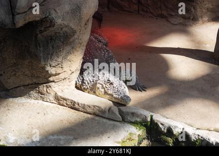 Un grande coccodrillo riposa comodamente sul terreno caldo, posizionato vicino a una roccia robusta, godendosi l'ambiente circostante al sole Foto Stock