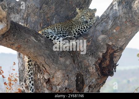 Leopardo africano (Panthera pardus), che riposa in un albero nella nebbia mattutina del Parco Nazionale di Kruger, Sudafrica Foto Stock