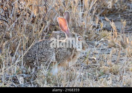 Srub Hare (Lepus saxatilis) nella prateria savannah al tramonto Parco Nazionale di Kruger, Limpopo, Sudafrica Foto Stock