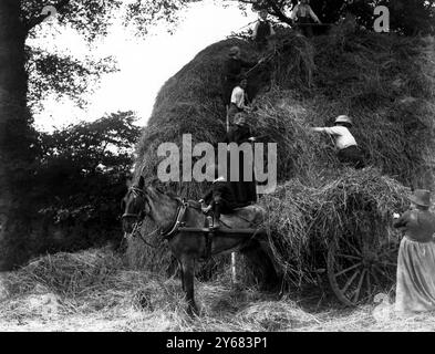 Le donne assistono un contadino del Norfolk con il fieno Foto Stock