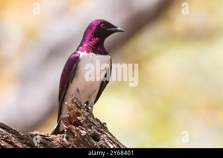 Starling con sfondo viola o Starling color prugna (Cinnyricinclus leucogaster) Foto Stock