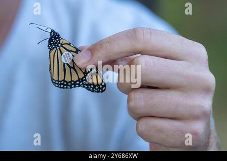 Primo piano della farfalla monarca i (Danaus plexippus) a Cape May, New Jersey Foto Stock