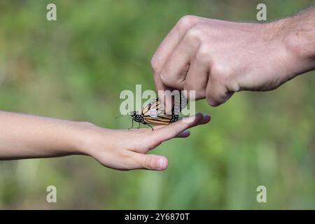 Tagged Monarch Butterfly viene rilasciato (Danaus plexippus) dopo aver taggato a Cape May, New Jersey Foto Stock