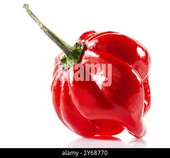 Pepe habanero Savina rosso isolato su fondo bianco Foto Stock