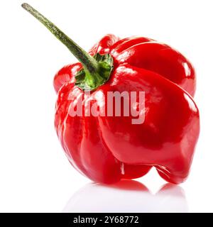 Pepe habanero Savina rosso isolato su fondo bianco Foto Stock