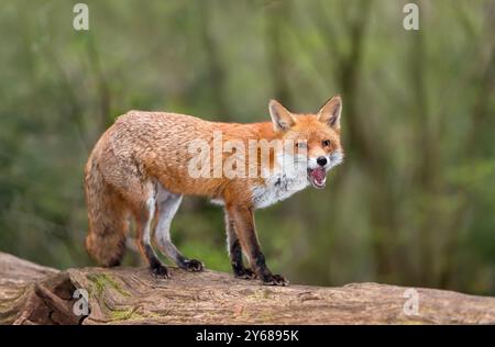 Ritratto di una volpe rossa a bocca aperta in piedi su un tronco di albero nella foresta, Regno Unito. Foto Stock