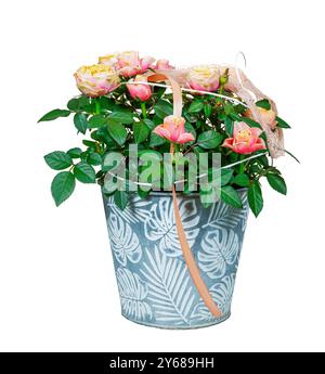 Primo piano di fiori di rosa isolati in un vaso di piante Foto Stock