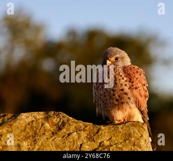 Kestrel maschio (Falco tinnunculus) Foto Stock