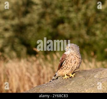 Kestrel maschio (Falco tinnunculus) Foto Stock