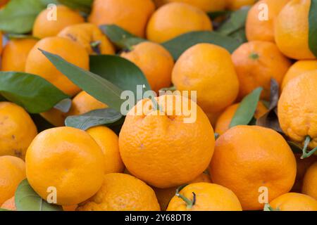 Primo piano su una pila di mandarini Satsuma esposti al mercato agricolo. Dolci arance mandarine con una pelle brillante di colore arancio-rosso. Sono usati nelle insalate, des Foto Stock